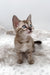 Gwen | Bengal Kitten