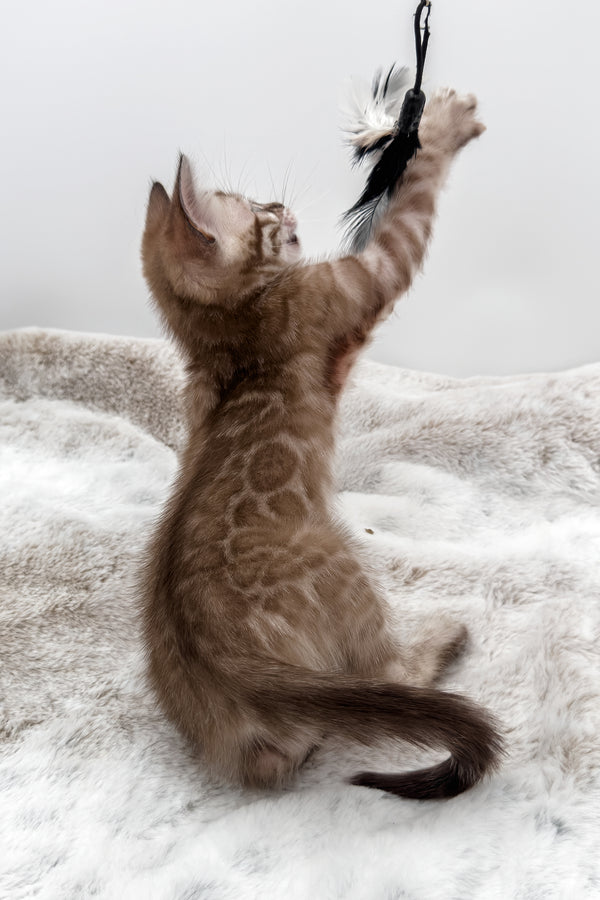 Gwen | Bengal Kitten