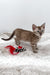 Gwen | Bengal Kitten
