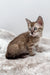 Gwen | Bengal Kitten