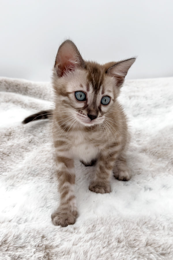 Gwen | Bengal Kitten