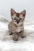 Gwen | Bengal Kitten