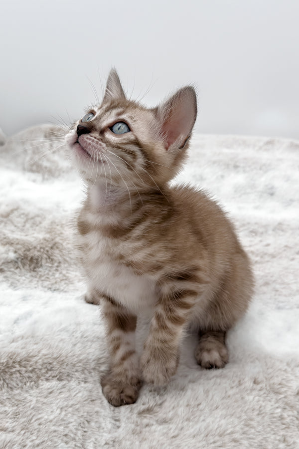Gwen | Bengal Kitten