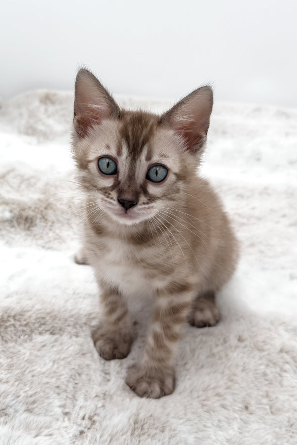 Gwen | Bengal Kitten