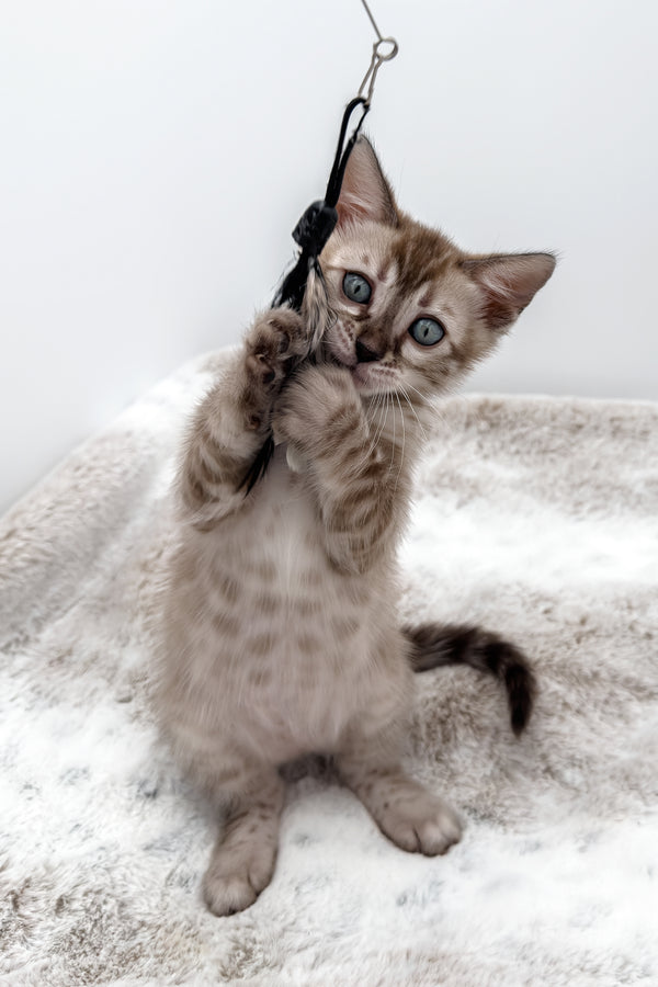 Gwen | Bengal Kitten