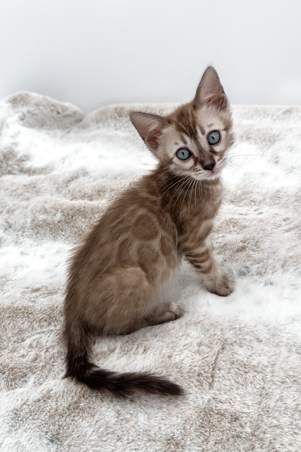 Gwen | Bengal Kitten