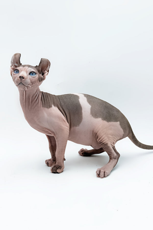 Gwyneth | Elf Sphynx Kitten