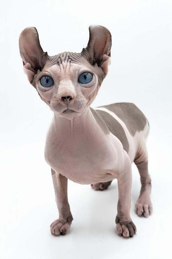 Gwyneth | Elf Sphynx Kitten