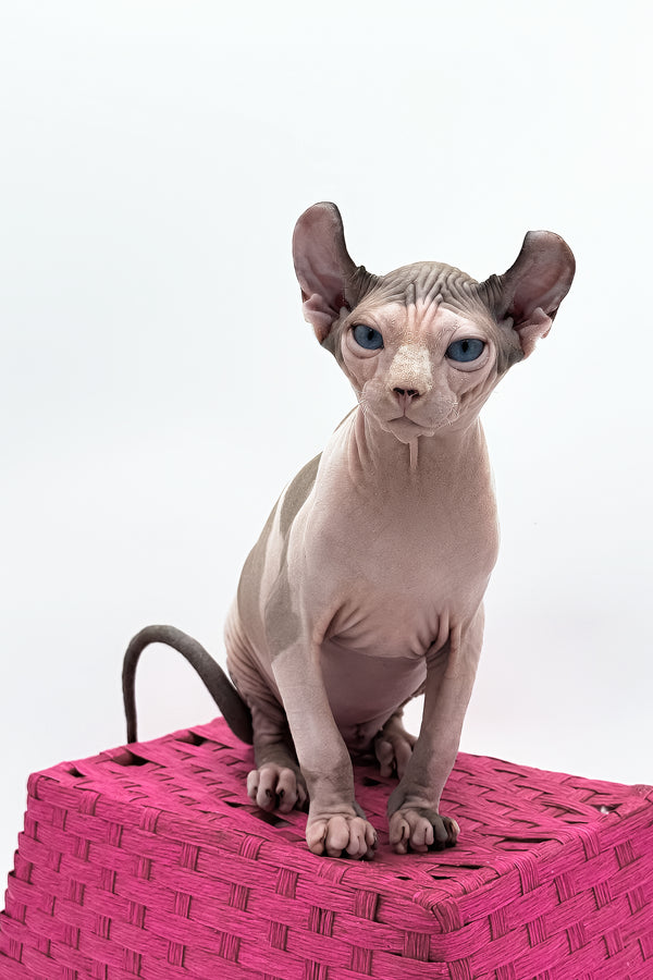 Gwyneth | Elf Sphynx Kitten