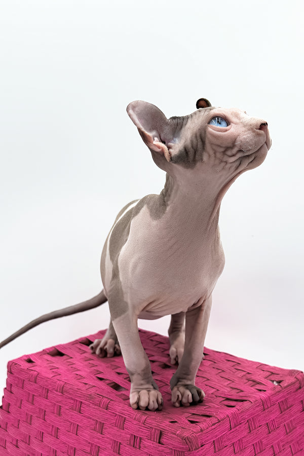 Gwyneth | Elf Sphynx Kitten