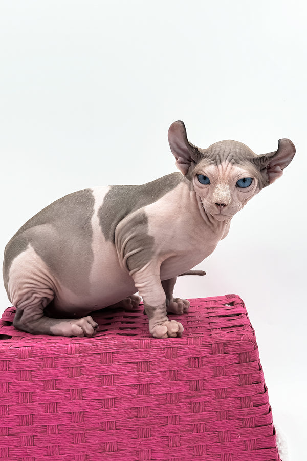 Gwyneth | Elf Sphynx Kitten