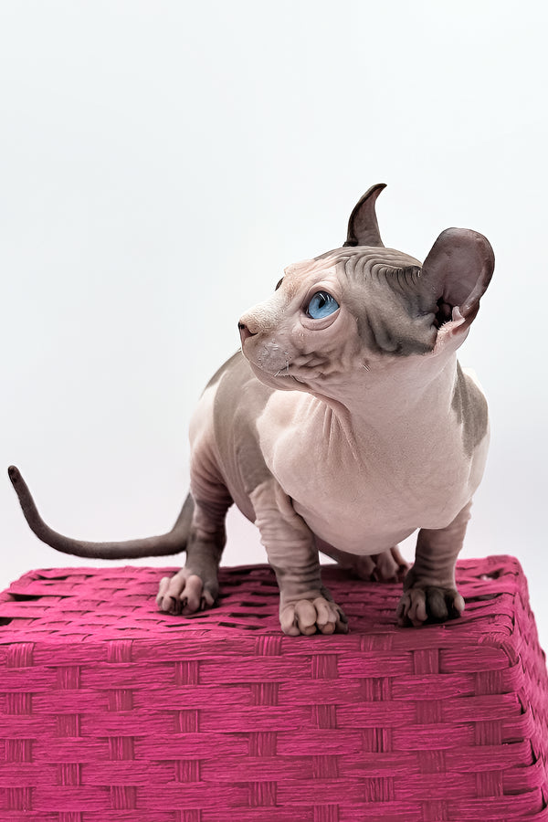Gwyneth | Elf Sphynx Kitten