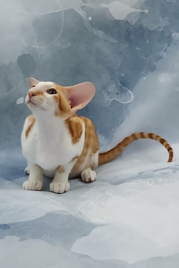 Haggard | Oriental Shorthair Kitten