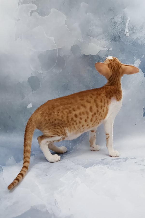 Haggard | Oriental Shorthair Kitten