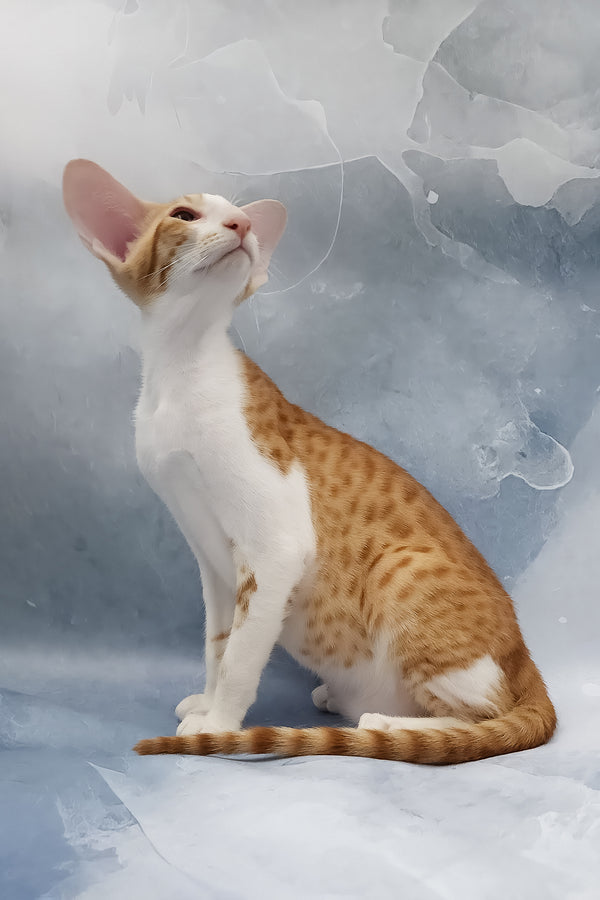 Haggard | Oriental Shorthair Kitten