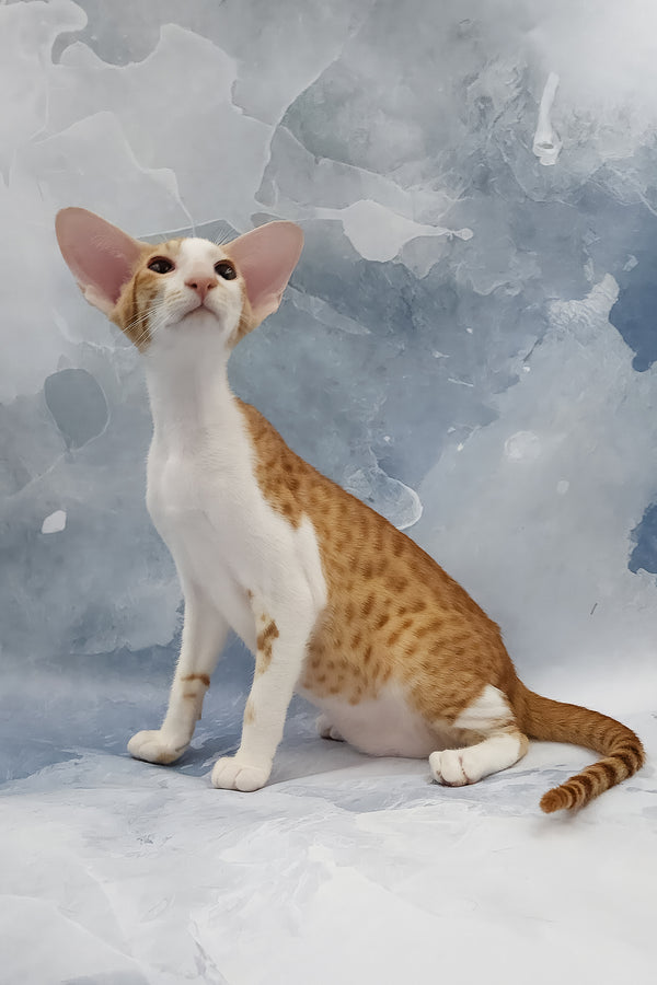 Haggard | Oriental Shorthair Kitten