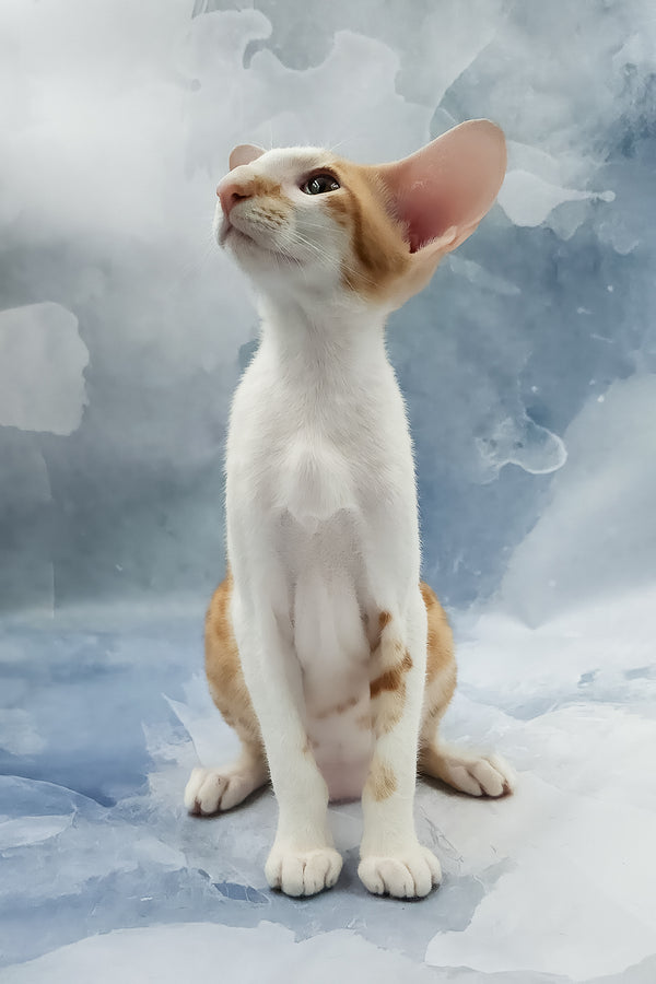 Haggard | Oriental Shorthair Kitten