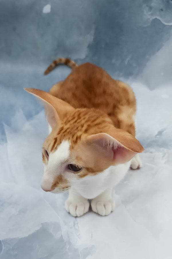 Haggard | Oriental Shorthair Kitten