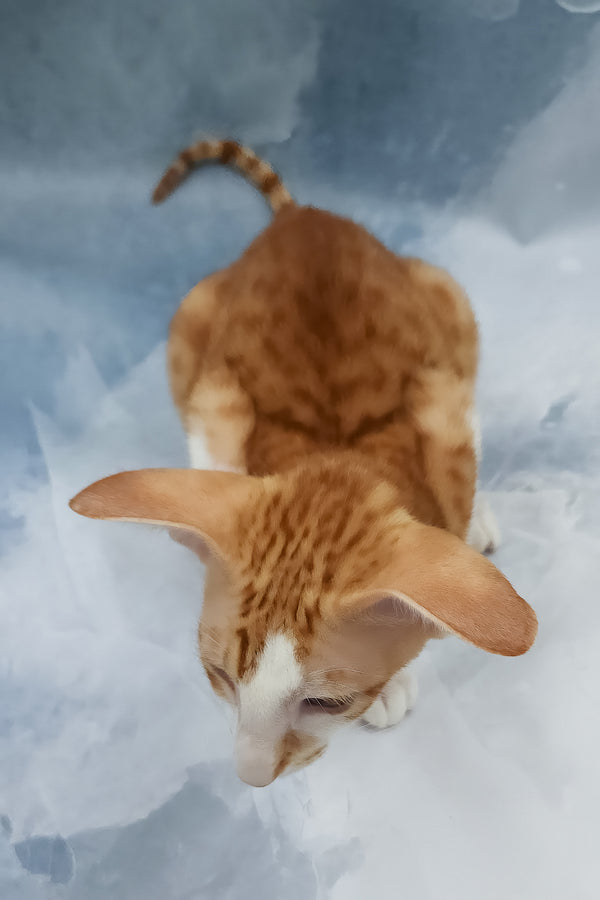 Haggard | Oriental Shorthair Kitten
