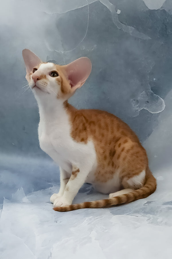 Haggard | Oriental Shorthair Kitten