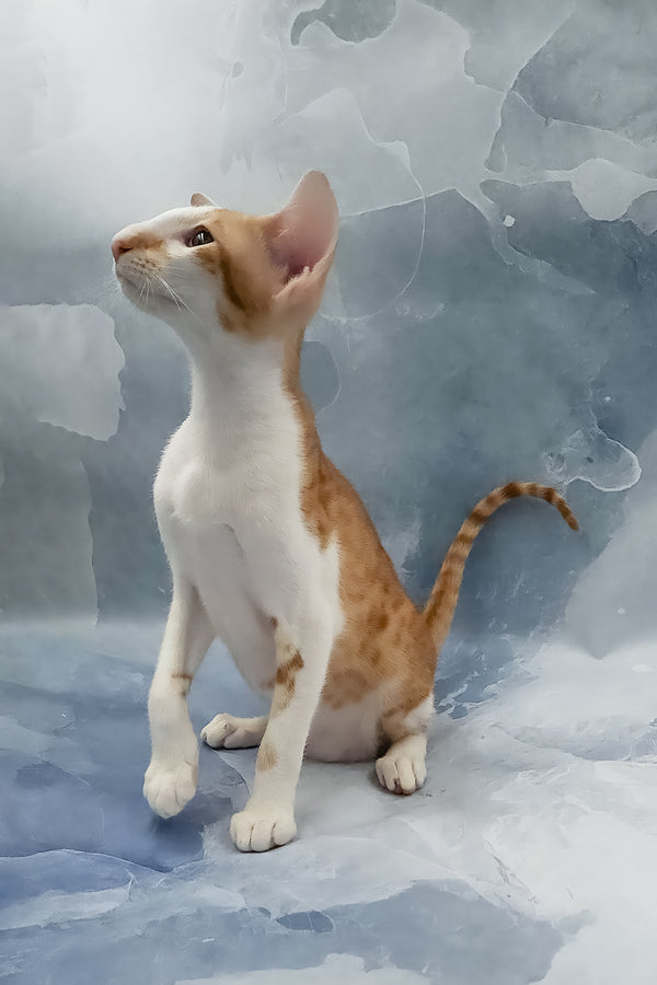 Haggard | Oriental Shorthair Kitten