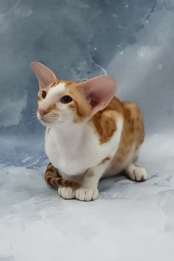 Haggard | Oriental Shorthair Kitten