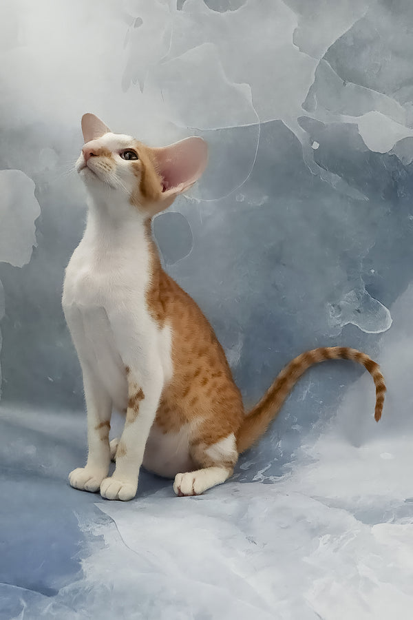 Haggard | Oriental Shorthair Kitten