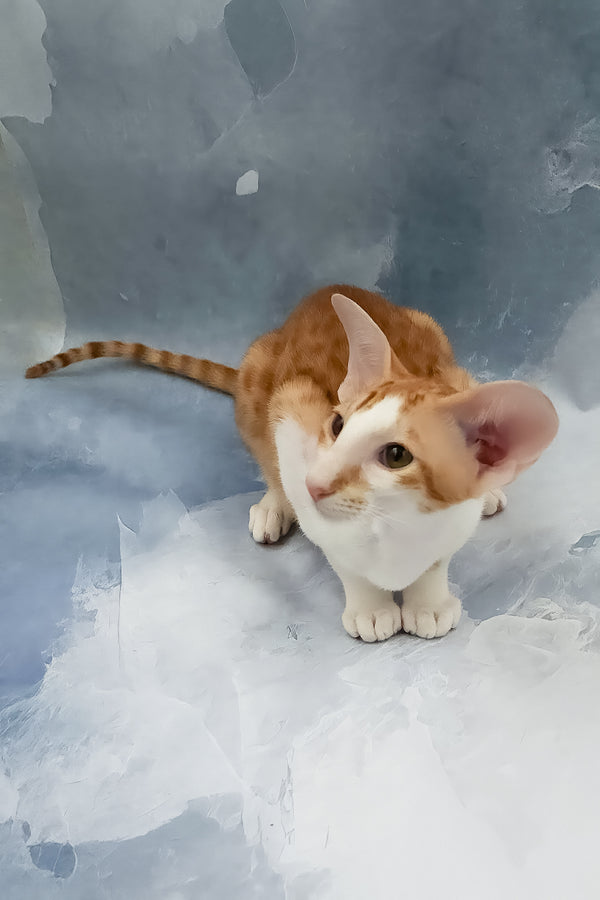 Haggard | Oriental Shorthair Kitten
