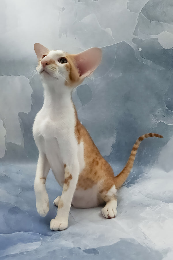 Haggard | Oriental Shorthair Kitten