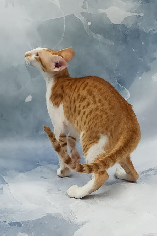 Haggard | Oriental Shorthair Kitten