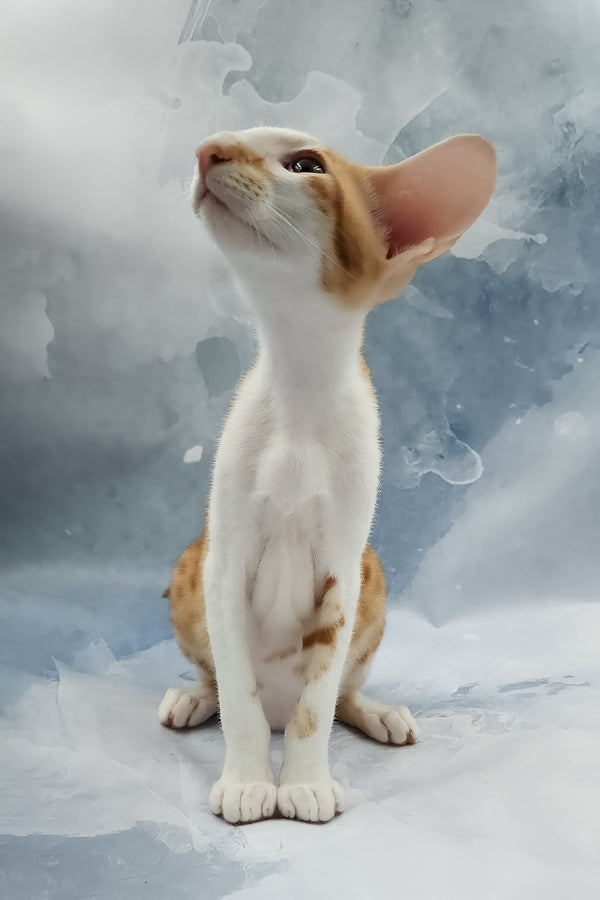Haggard | Oriental Shorthair Kitten
