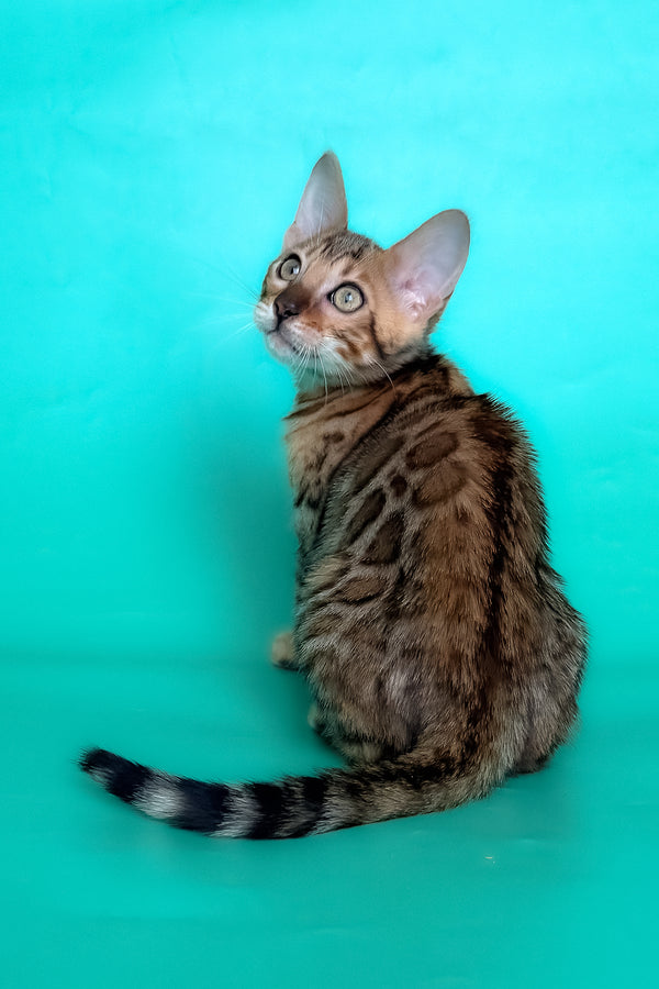Hailey | Bengal Kitten