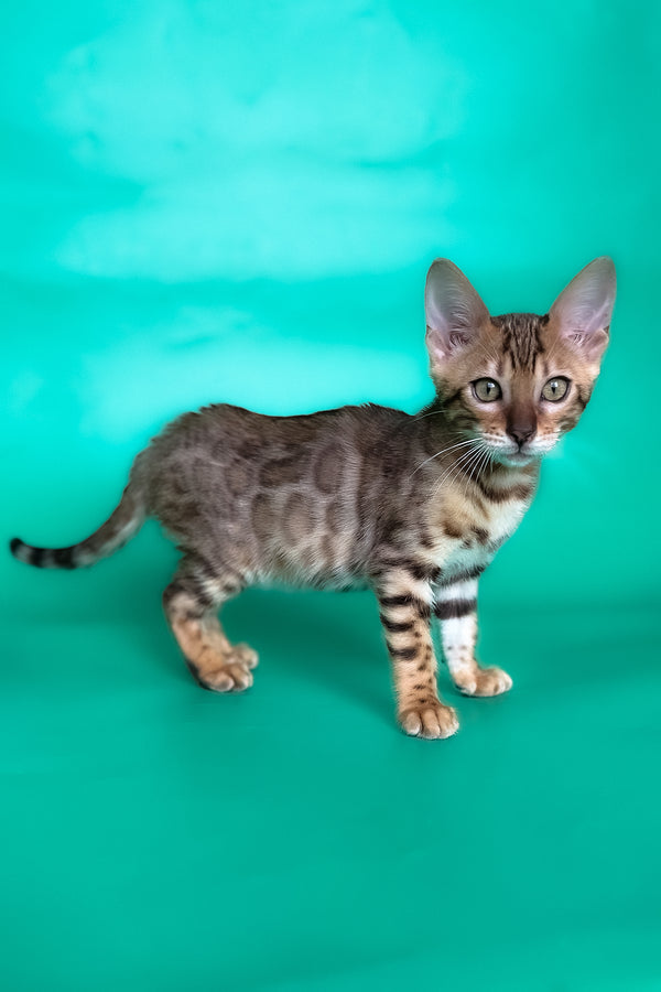 Hailey | Bengal Kitten