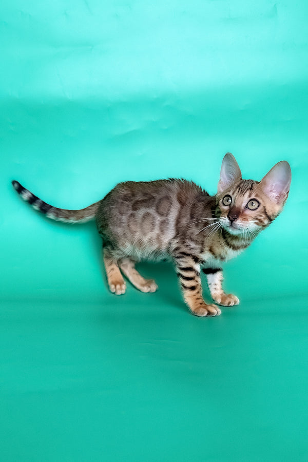 Hailey | Bengal Kitten