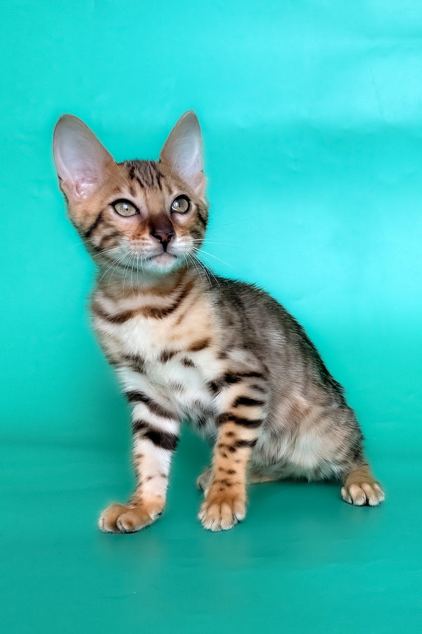 Hailey | Bengal Kitten