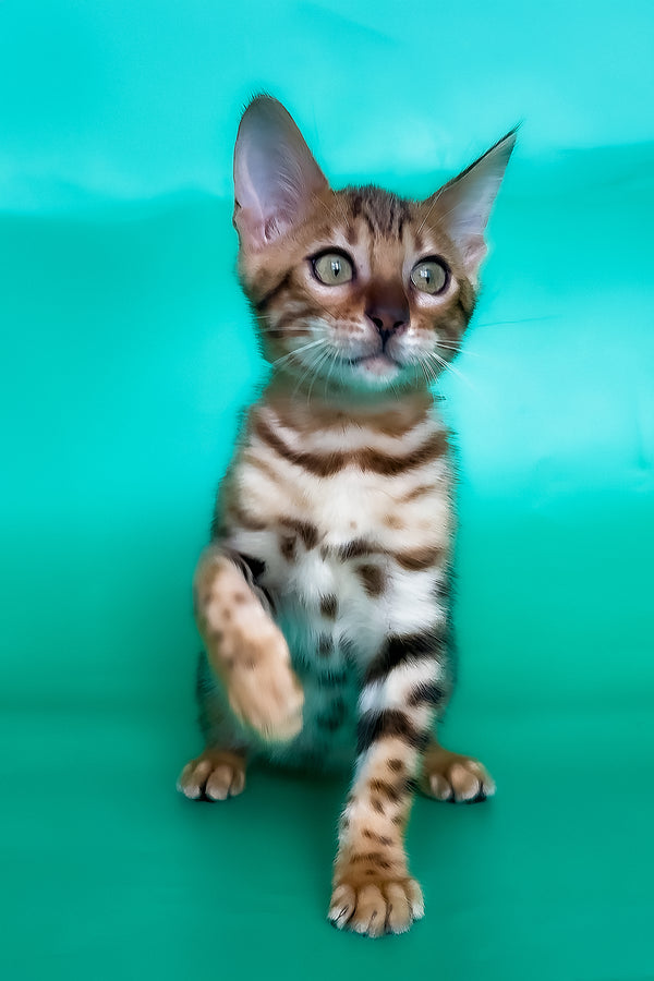 Hailey | Bengal Kitten