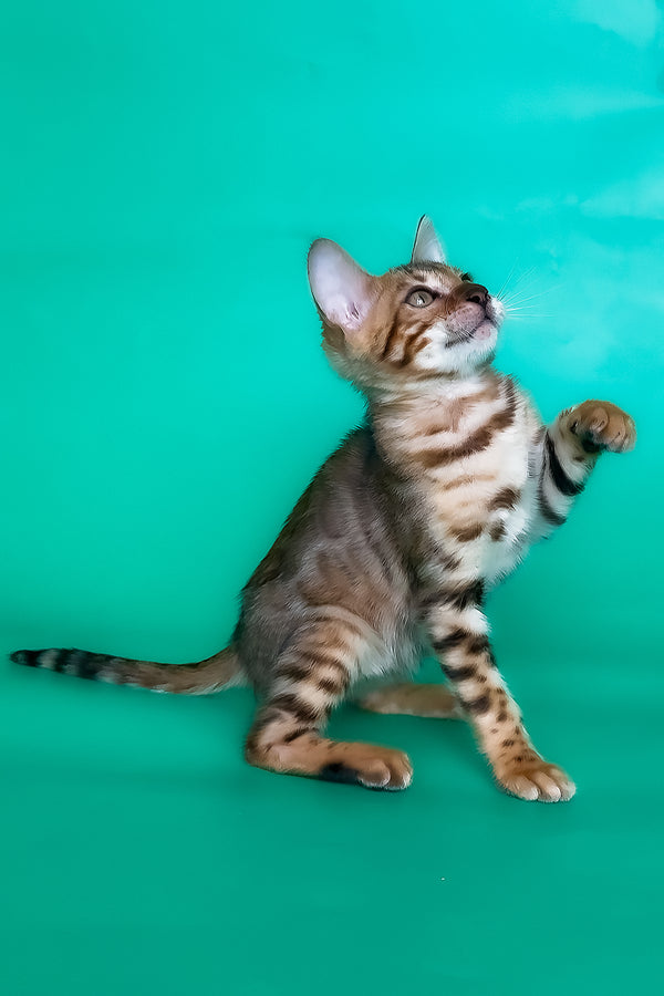 Hailey | Bengal Kitten