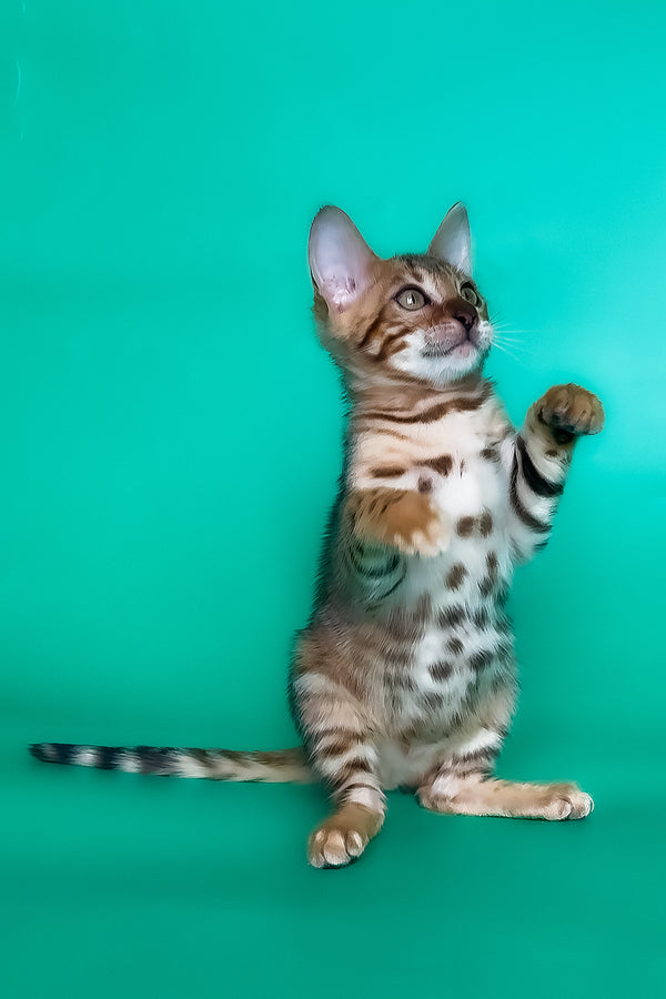 Hailey | Bengal Kitten