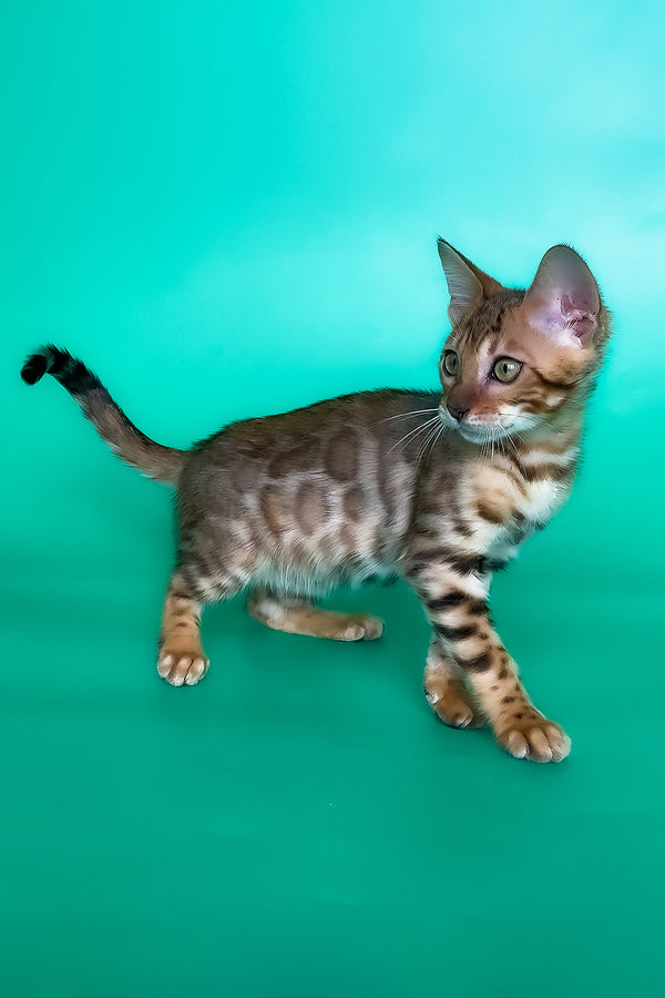 Hailey | Bengal Kitten