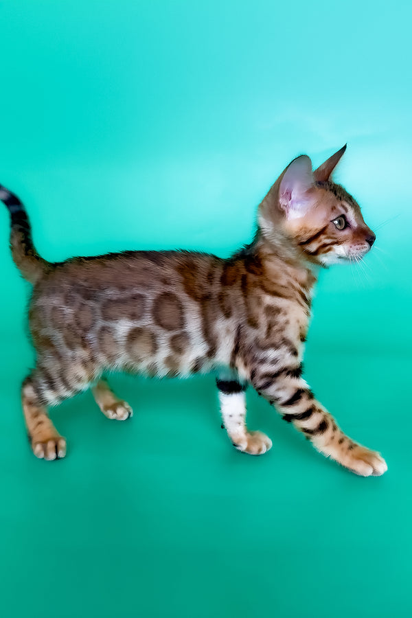 Hailey | Bengal Kitten