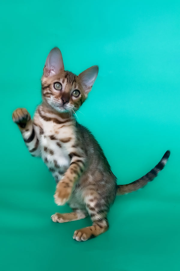 Hailey | Bengal Kitten