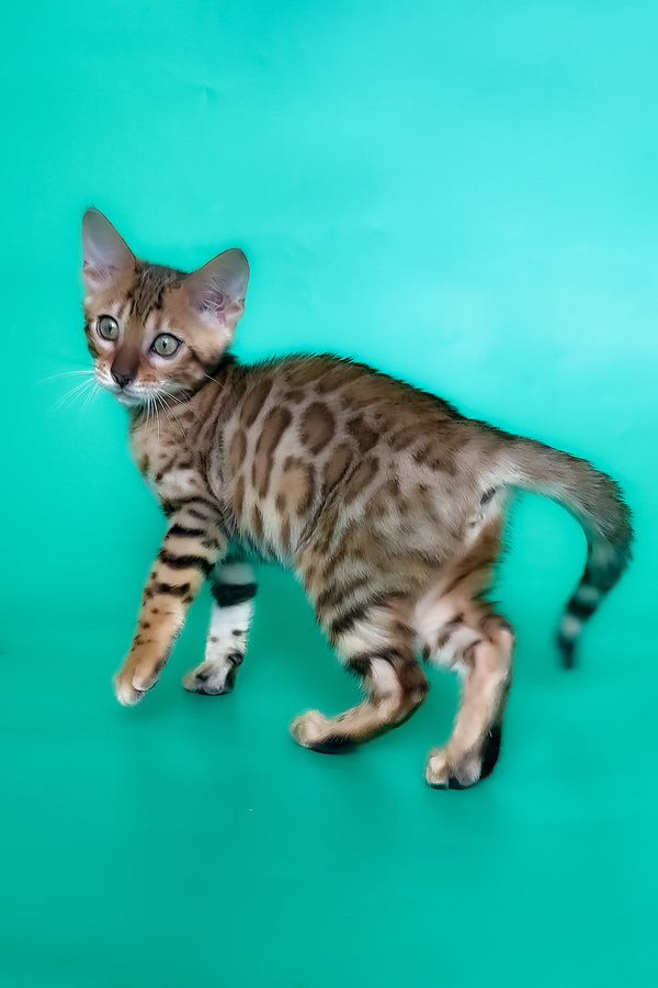 Hailey | Bengal Kitten