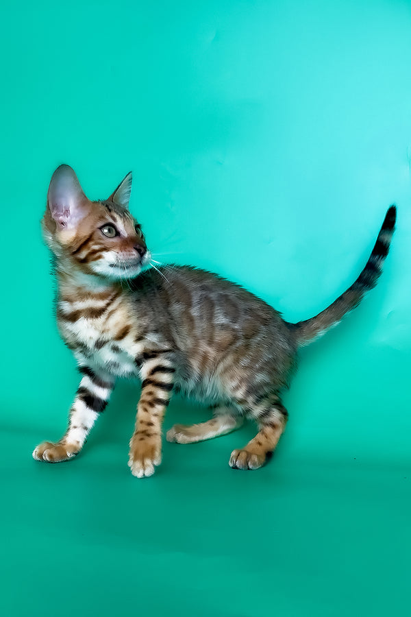 Hailey | Bengal Kitten