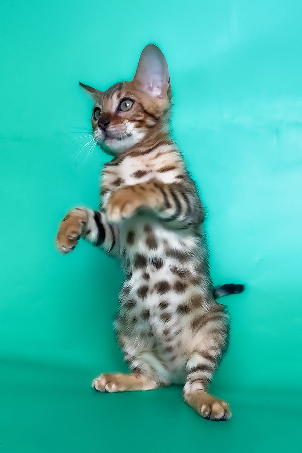 Hailey | Bengal Kitten