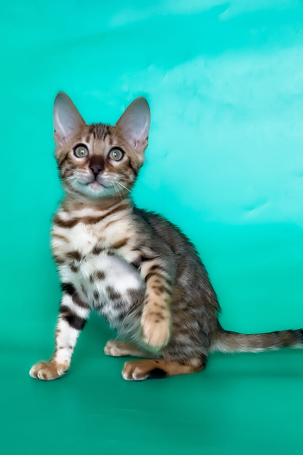 Hailey | Bengal Kitten