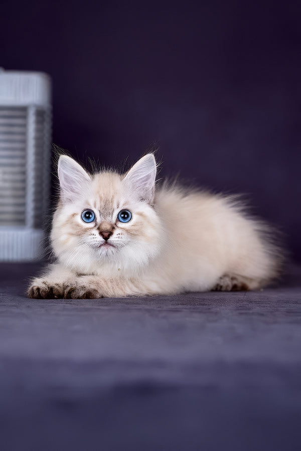 Halva | Siberian Kitten