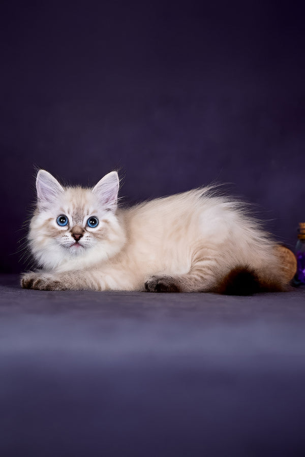 Halva | Siberian Kitten