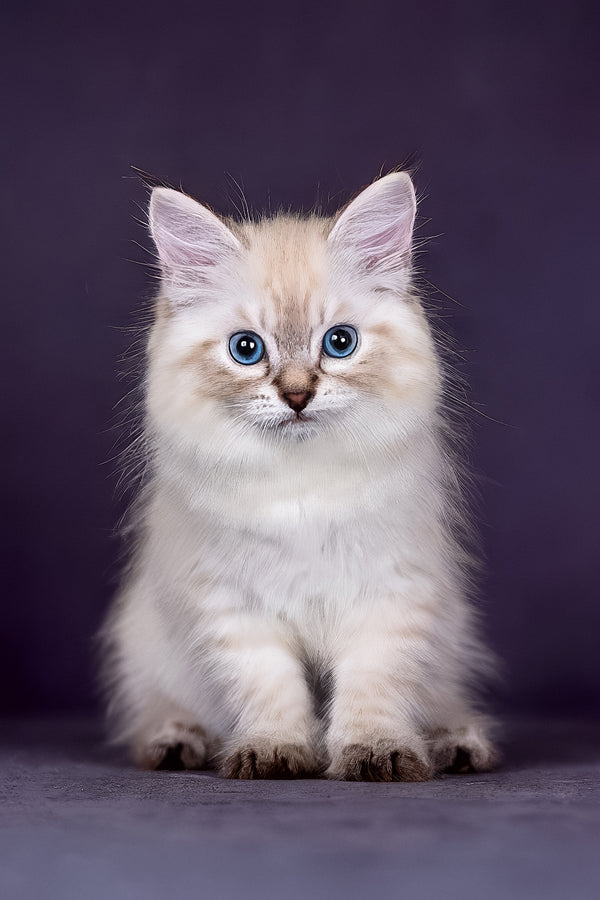 Halva | Siberian Kitten