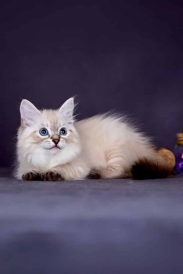 Halva | Siberian Kitten