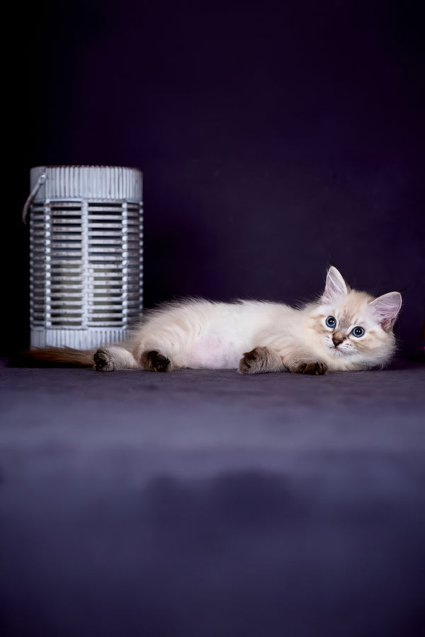 Halva | Siberian Kitten